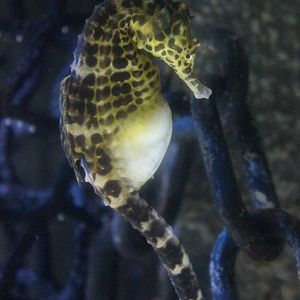 Big-bellied Seahorse @ Living Coasts; 22.09.2016