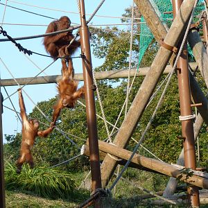 Sumatran Orangutans, October 2016