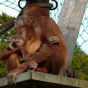 Sumatran Orangutans, October 2016
