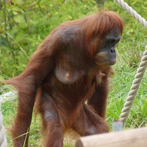 Sumatran Orangutan, October 2016