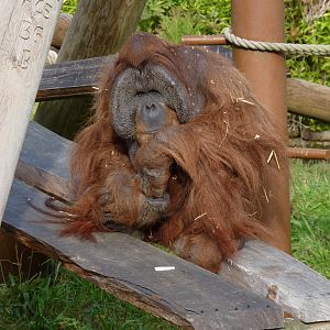 Sumatran Orangutan, October 2016