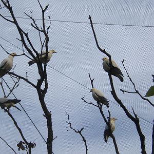 Pied Imperial Pigeons