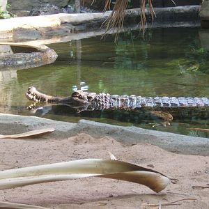 False Gharial