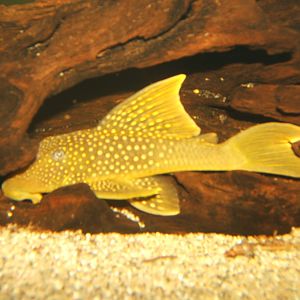 Green Phantom Pleco (Baryancistrus demantoides)