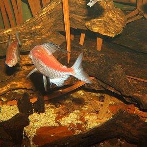 Flame-backed Bleeding-heart Tetra (Hyphessobrycon pyrrhonotus)