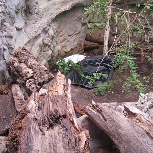 View of work on new Turtle exhibit in Dragons in danager
