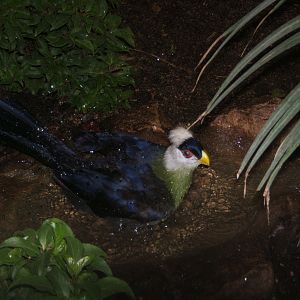 White-crested Turaco