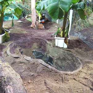 View of work on new Turtle exhibit in Dragons in danger