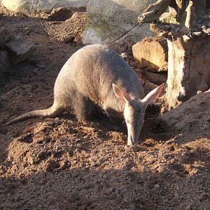 Aardvark