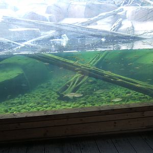 View of Common Minnow and Common Roach exhibit in Sun Bear exhibit