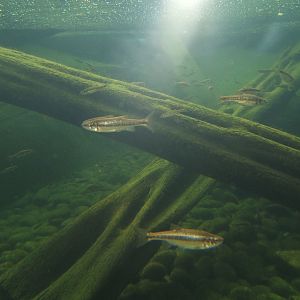 Common Minnow (Phoxinus phoxinus)