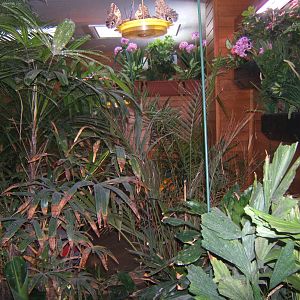 View inside the Butterfly House