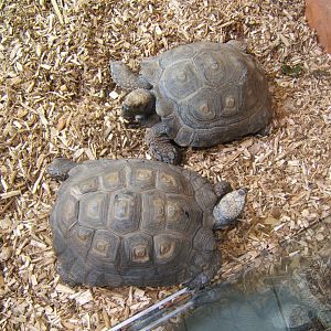 Burmese Brown Tortoise (Manouria emys phayeri)