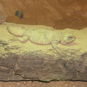 Sahara Spiny-tailed Lizard (Uromastyx geyri)