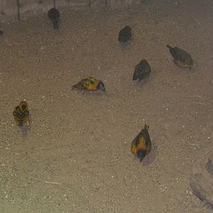 Black-headed Weaver (Ploceus cucullatus bohndorffi)
