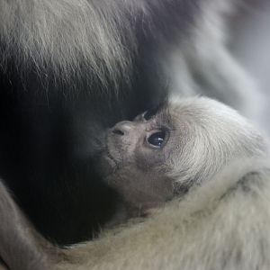 Pileated gibbon infant suckling