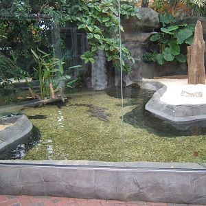 View of Slender-snouted Crocodile exhibit