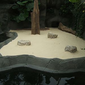 View of Slender-snouted Crocodile exhibit