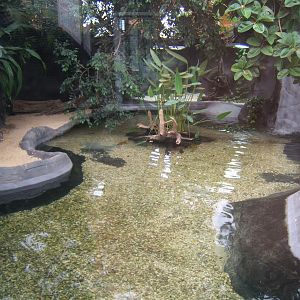 View of Slender-snouted Crocodile exhibit