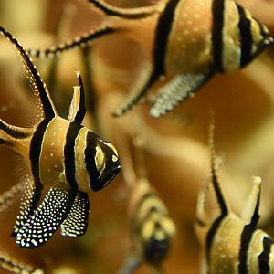 Banggai cardinal fish
