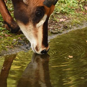 Sable antelope