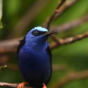 Red-legged honeycreeper