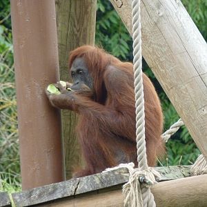 Female Sumatran orangutan, October 2016