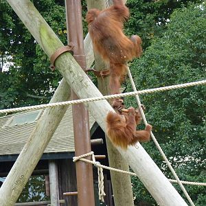 Female Sumatran orangutans, October 2016