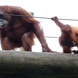 Sumatran orangutans, October 2016