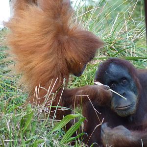 Sumatran orangutans, October 2016