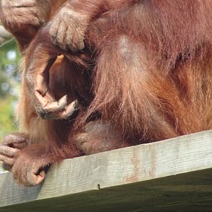 Orangutan hands, October 2016