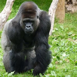 Silverback gorilla, October 2016