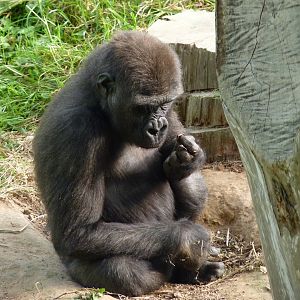 Male lowland gorilla, October 2016
