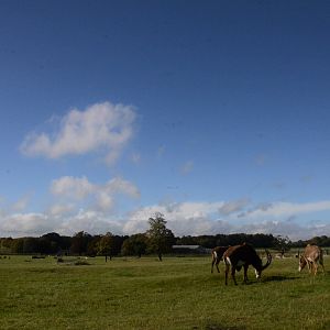 African Reserve View at Woburn Safari Park, 16/10/16