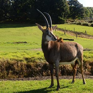 Southern Sable Antelope at Woburn Safari Park, 16/10/16