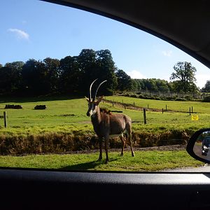 Passenger Side View at Woburn Safari Park, 16/10/16