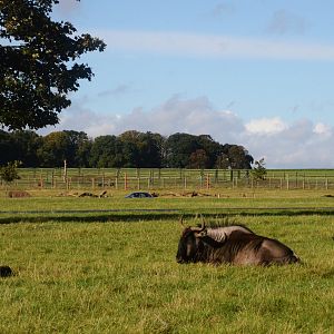 Brindled Gnu (with Elephants Behind) at Woburn Safari Park, 16/10/16