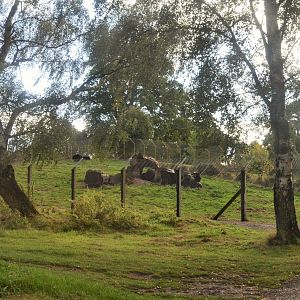 Mother (I presume) and Young Black Bears in Separation Pen at Woburn Safari Park, 16/10/16