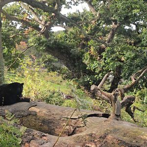 American Black Bear at Woburn Safari Park, 16/10/16