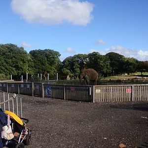 Elephant Display Area at Woburn Safari Park, 16/10/16