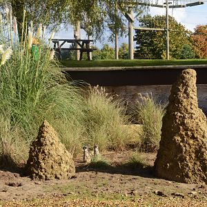 Meerkats in Desert Springs at Woburn Safari Park, 16/10/16