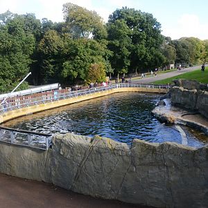 California Sealion Exhibit at Woburn Safari Park, 16/10/16