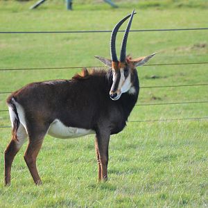 Southern Sable Antelope at Woburn Safari Park, 16/10/16