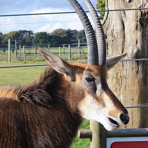Southern Sable Antelope at Woburn Safari Park, 16/10/16