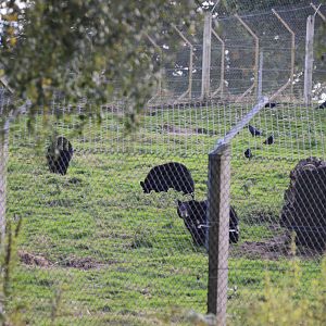 Mother (I presume) and Young Black Bears in Separation Pen at Woburn Safari Park, 16/10/16