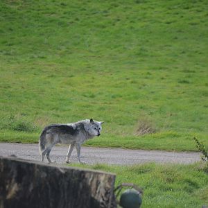 Canadian Timber Wolf at Woburn Safari Park, 16/10/16