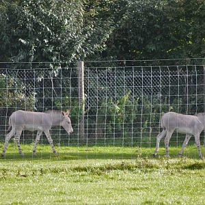 Young Somali Wild Asses at Woburn Safari Park, 16/10/16