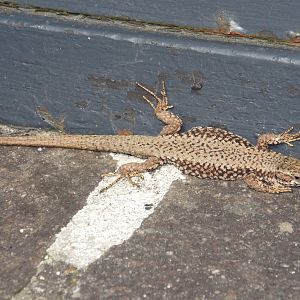 Common Wall Lizard (Podarcis muralis) at Alpenzoo Innsbruck - April 11 2015