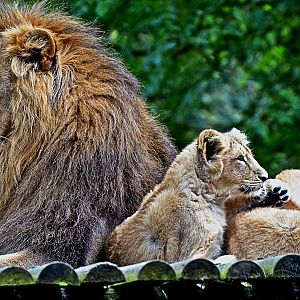 Asiatic Male Lion and Cubs