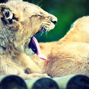 Yawning Asiatic Lion Cub